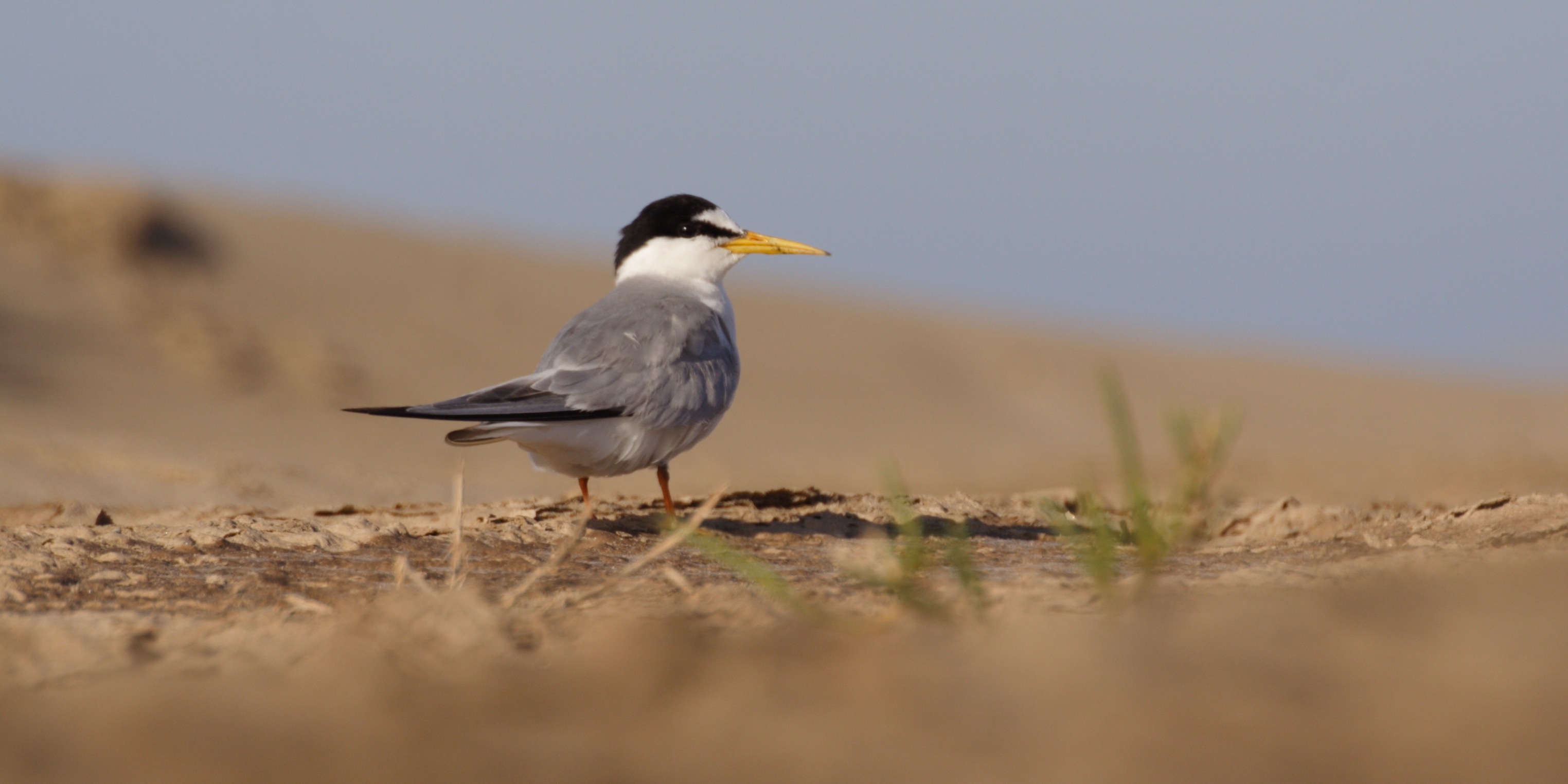 Sterne naine_ Céline LAGORRE
